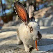 ����, 41 ���, ��������