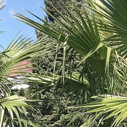 ������, �������, 48 ���