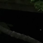 ���, 51 ���, ���������