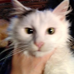 ���, �������, 50 ���