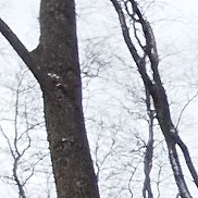 ������, 37 ���, ������