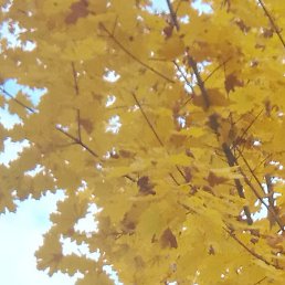 ���, ������, 51 ���