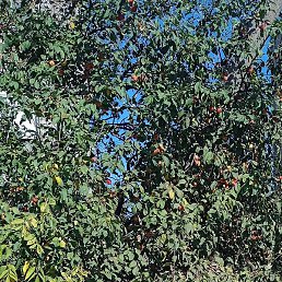 Nikolai, �����������, 39 ���