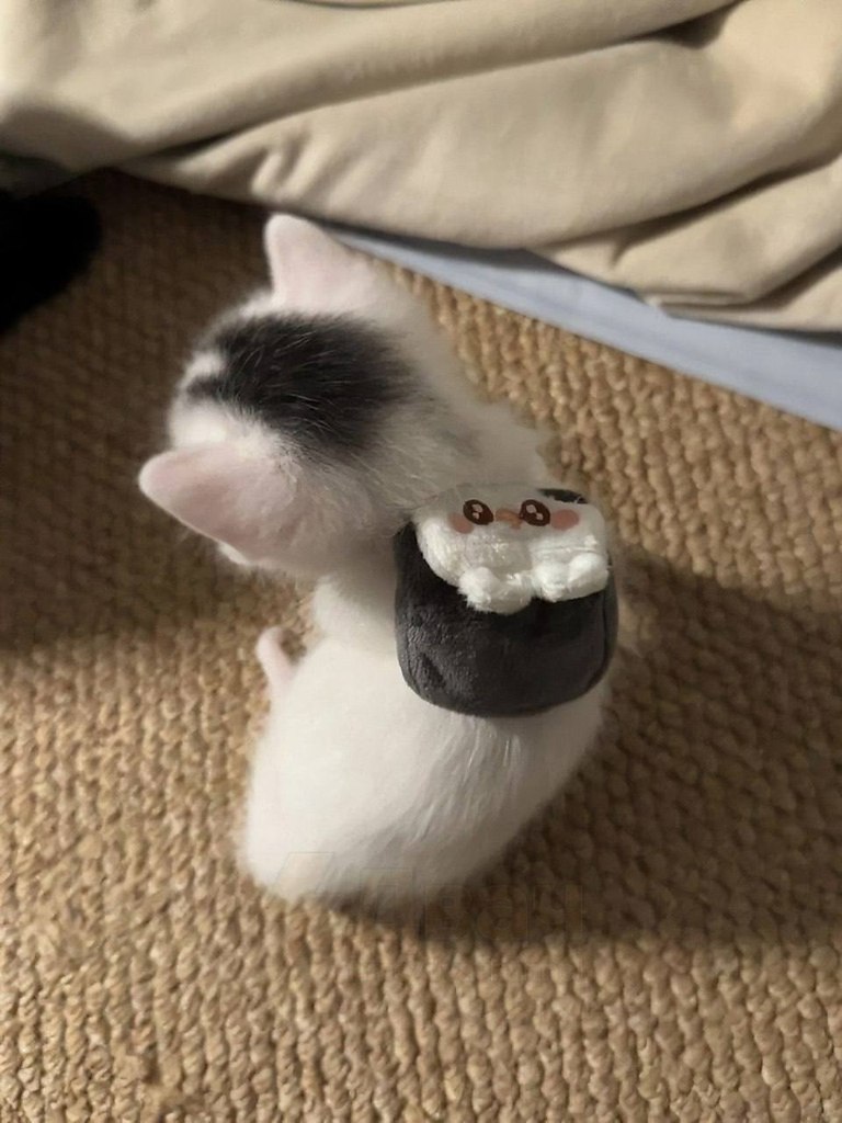 � �a �������� ������ �a���a���, �p�����c� � �ex. ������ �� ������ ���.