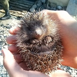 �������, ������, 60 ���