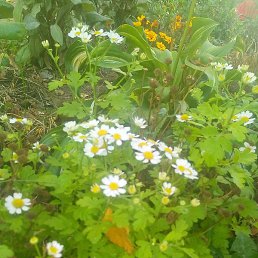 Alla, ����������, 39 ���