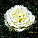 ���� ������, ��������� - ��������� 5 ������� 2025 � ������ ������ �� �����