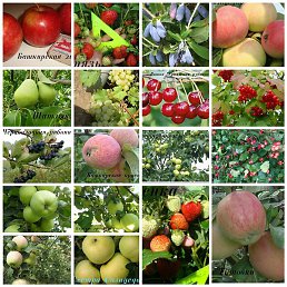 �������, ���