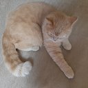 ������� ��� �� ������� ���� ����������