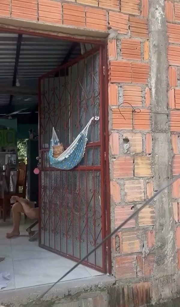 ������ ����������� �������
