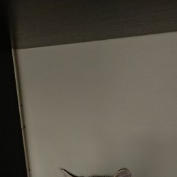 �����, ���������, 40 ���