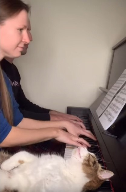     ))