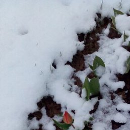 ������, ������, 49 ���