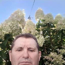 �������, 66 ���, �����������