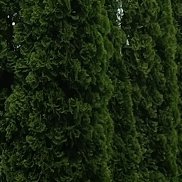 ����, 33 ����, �����