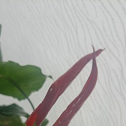  , , 54  -  1  2025