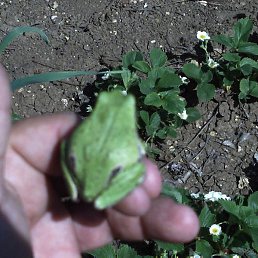 Oleg, �����������, 61 ���