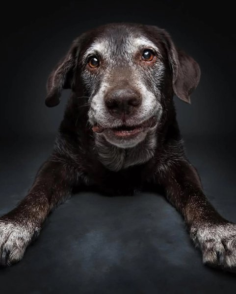 Кристиан Вилер решил прославить пожилых собак, объединив фотографию и эмоции, чтобы запечатлеть их ... - 9