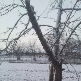 �����, �����, 36 ���