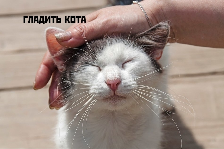 Коты-самое лучшее лекарство - 4