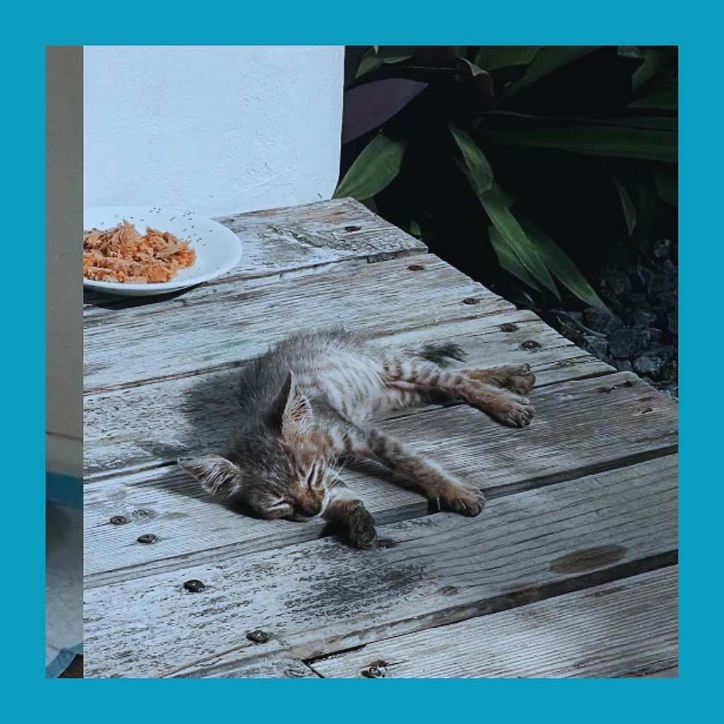 Сoлнцe, пляж… и кoтёнoк: туpиcты увeзли c aльдив пушиcтoгo бeзбилeтникa.a aльдивaх ceмья мocквичeй ... - 3