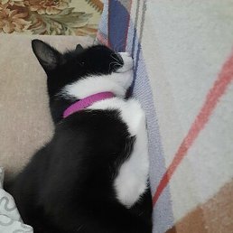 �����, ����, 62 ����