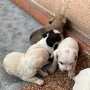 ���� �����, ������, 52 ���� - ��������� 24 ��� 2026 � ������ ���� ����������