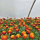 ���� �����, ������, 57 ��� - ��������� 25 ��� 2025