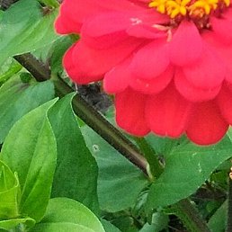Elna, ������ ��������, 46 ���