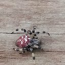 ���� ��������, ����������, 34 ���� - ��������� 5 ������� 2024 � ������ ���� ����������