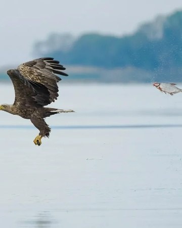 �� ������ ������������ ����� �������� ������� ����� ������� Nikon Comedy Wildlife Awards ���������� ... - 2