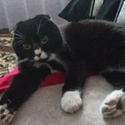 ������, ������, 38 ���