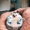  ,  , 37  -  23  2025    