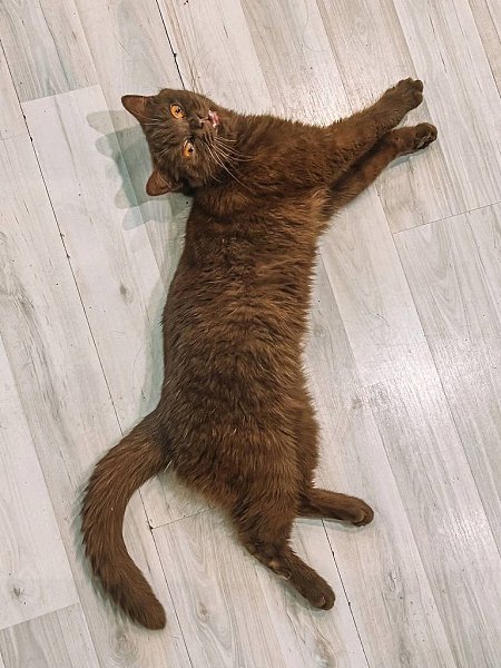 #вДобрыеРуки@40cats.МО, г. Старая КупавнаБРИТАНСКАЯ ШОКОЛАДКА ТОФИ ИЩЕТ ДОМ Тофи была найдена на ... - 4