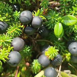 ����������, �������������-����������, 33 ����