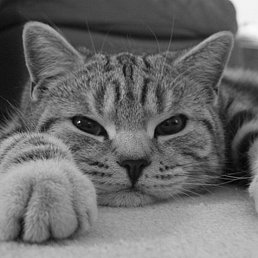 ����, ���������, 26 ���