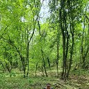 ���� �����, �����������, 40 ��� - ��������� 5 ������� 2026