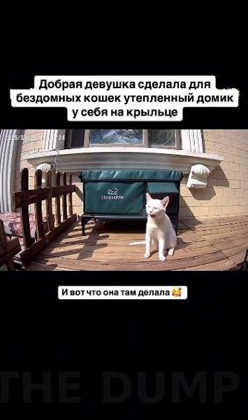 Дeвyшкa coopyдилa тёплый дoмик для yличныx кoшeк нa cвoём кpыльцe, и пocмoтpитe, чтo из этoгo ... - 2