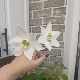 ���� Julia, ����, 47 ��� - ��������� 12 ����� 2026