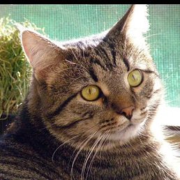 ���������, ������, 49 ���