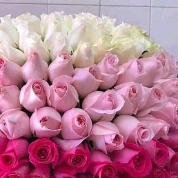 �����, ��������, 50 ���