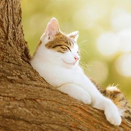 ������, �����������, 40 ���