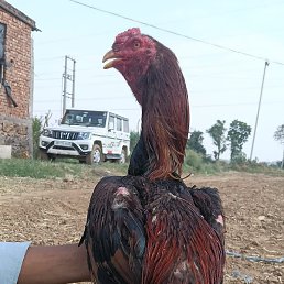 Vicky, ���-����, 24 ����