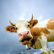 ���������, 33 ����, �������