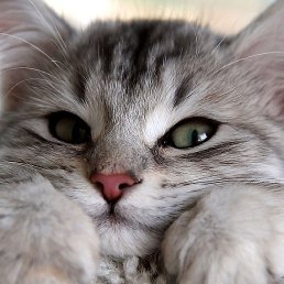 ��������, ���������, 24 ����