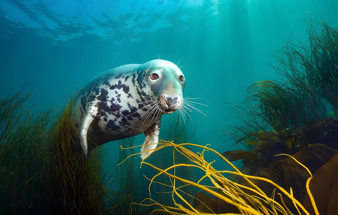      The Underwater Photographer of the Year 2025 - 4