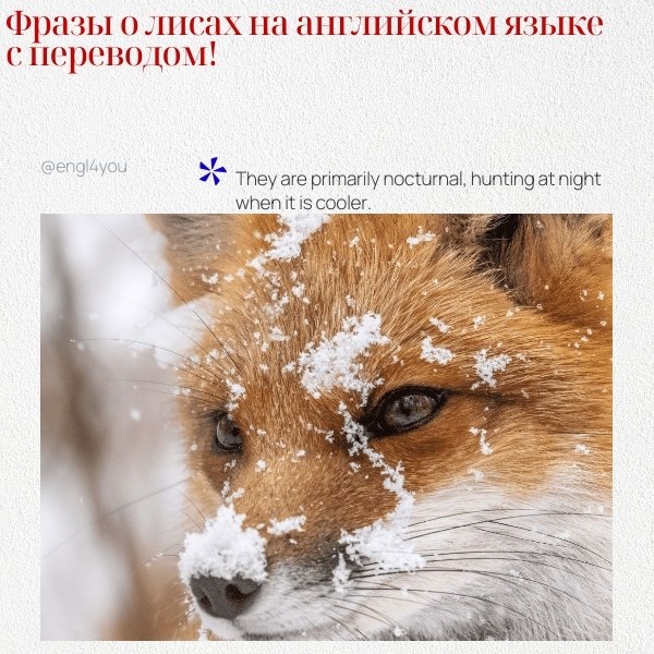 ��� ��������� ���� � ����� � ��������� �� ������� ����: 1. Foxes are known for their cleverness and ...