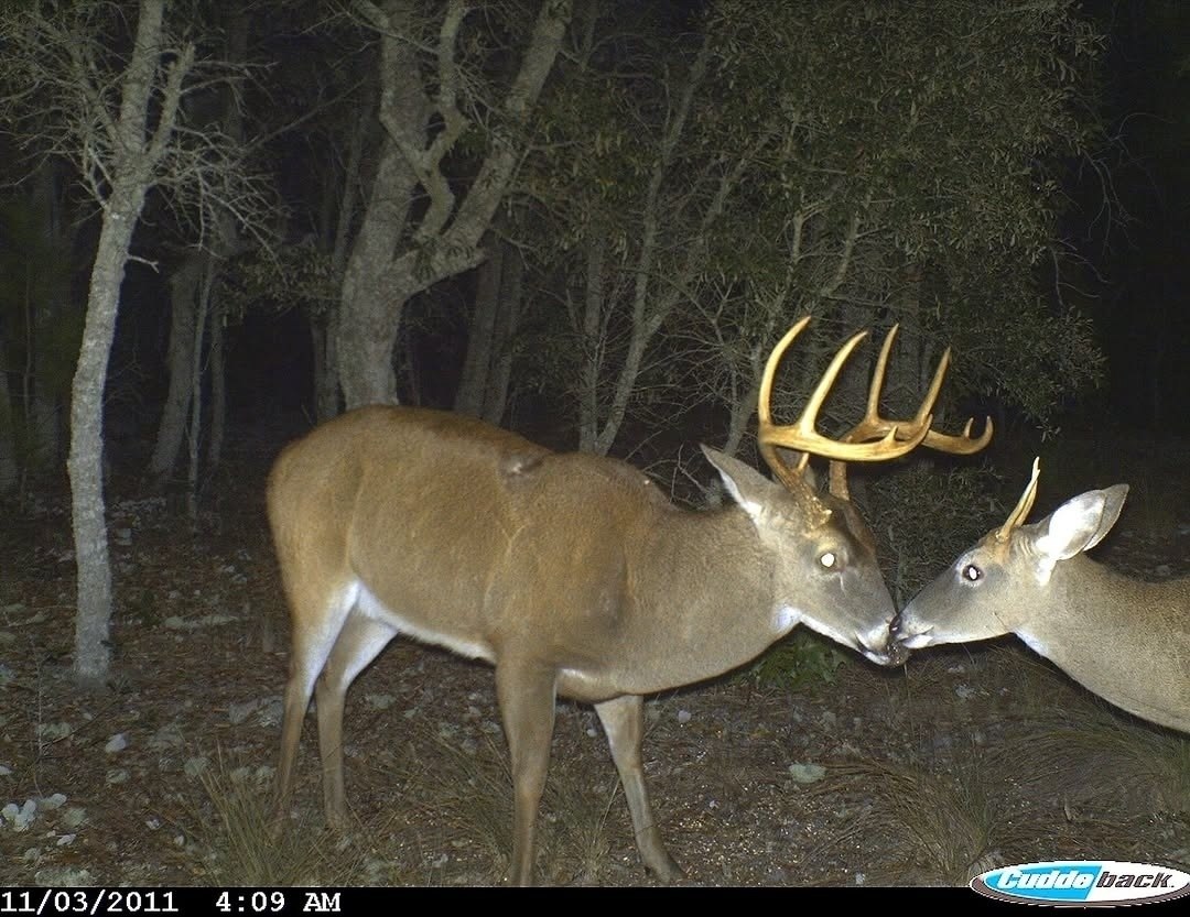 История о том, как фотоловушки любовь поймали - 4