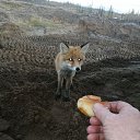 ���� �����, ��������, 62 ���� - ��������� 15 ������� 2025