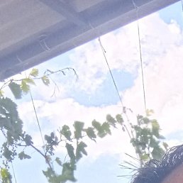 , , 51 